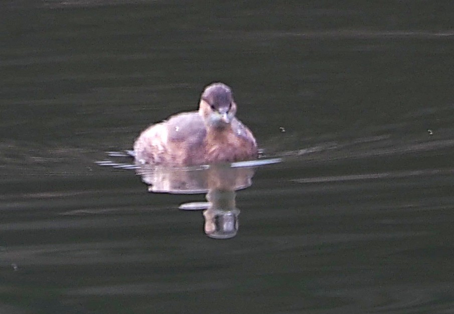 Zampullín Común - ML647567370