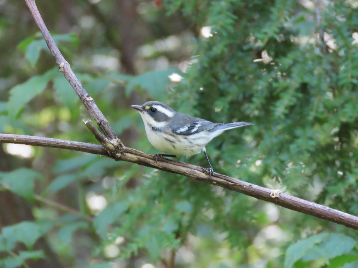 Reinita Gris - ML647567373