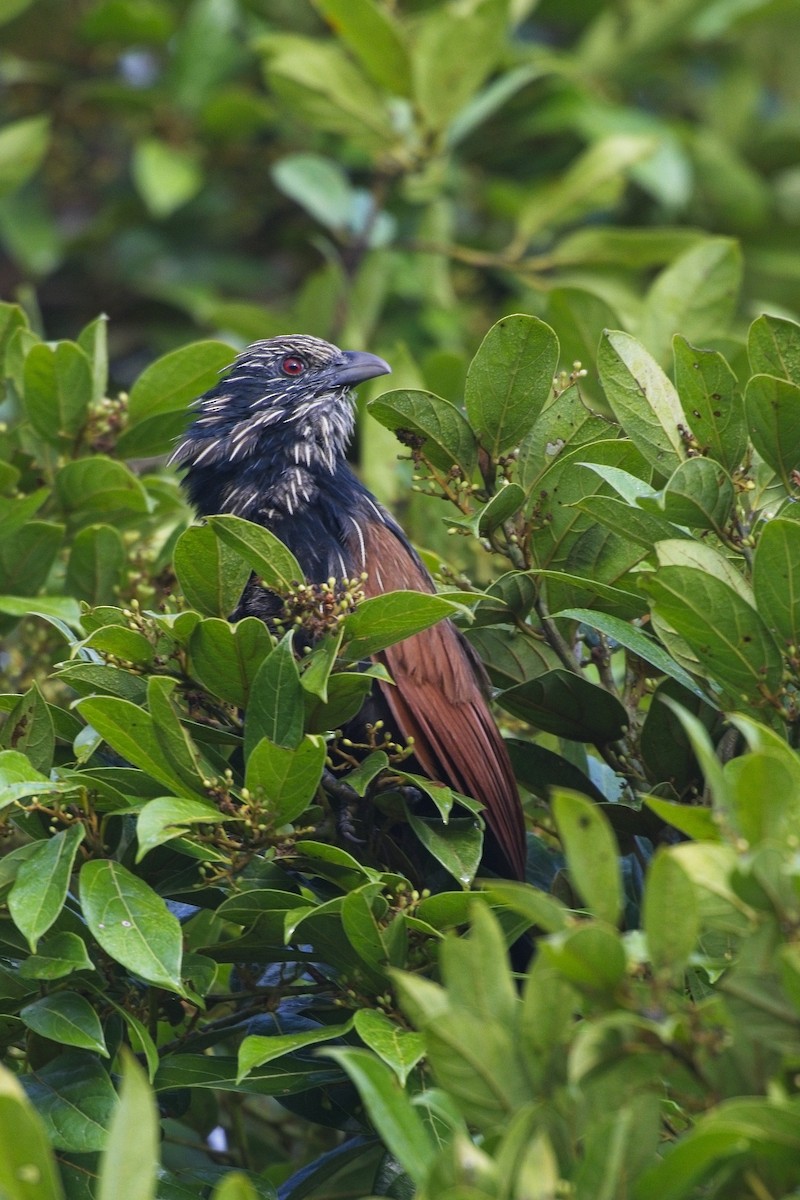 Cucal Malgache - ML647567378