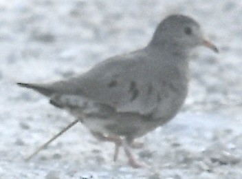 Columbina Común - ML647567380