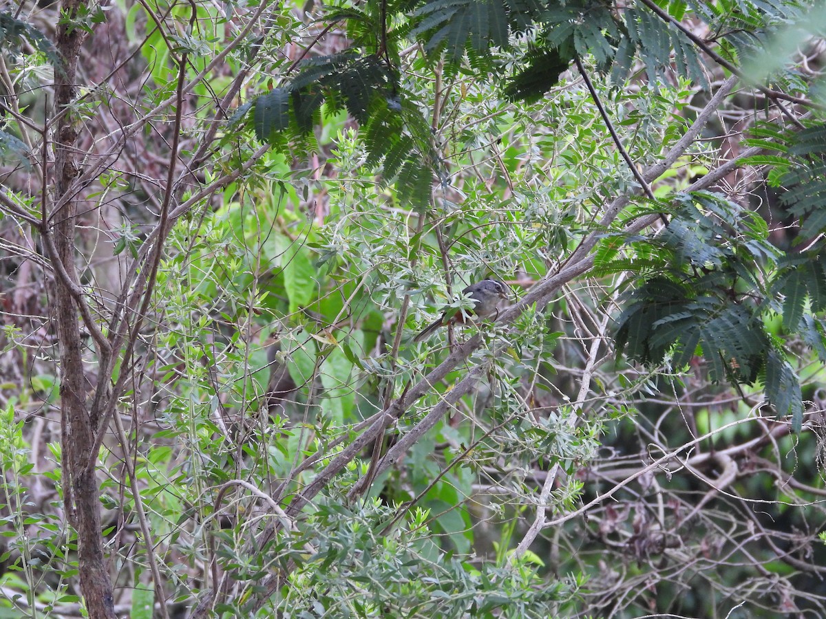 Monterita de Cabanis - ML647567381