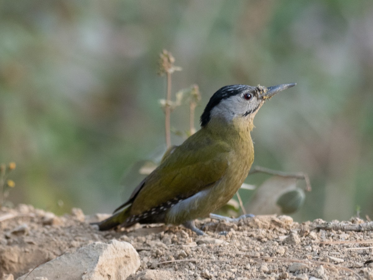 Pito Cano - ML647567383