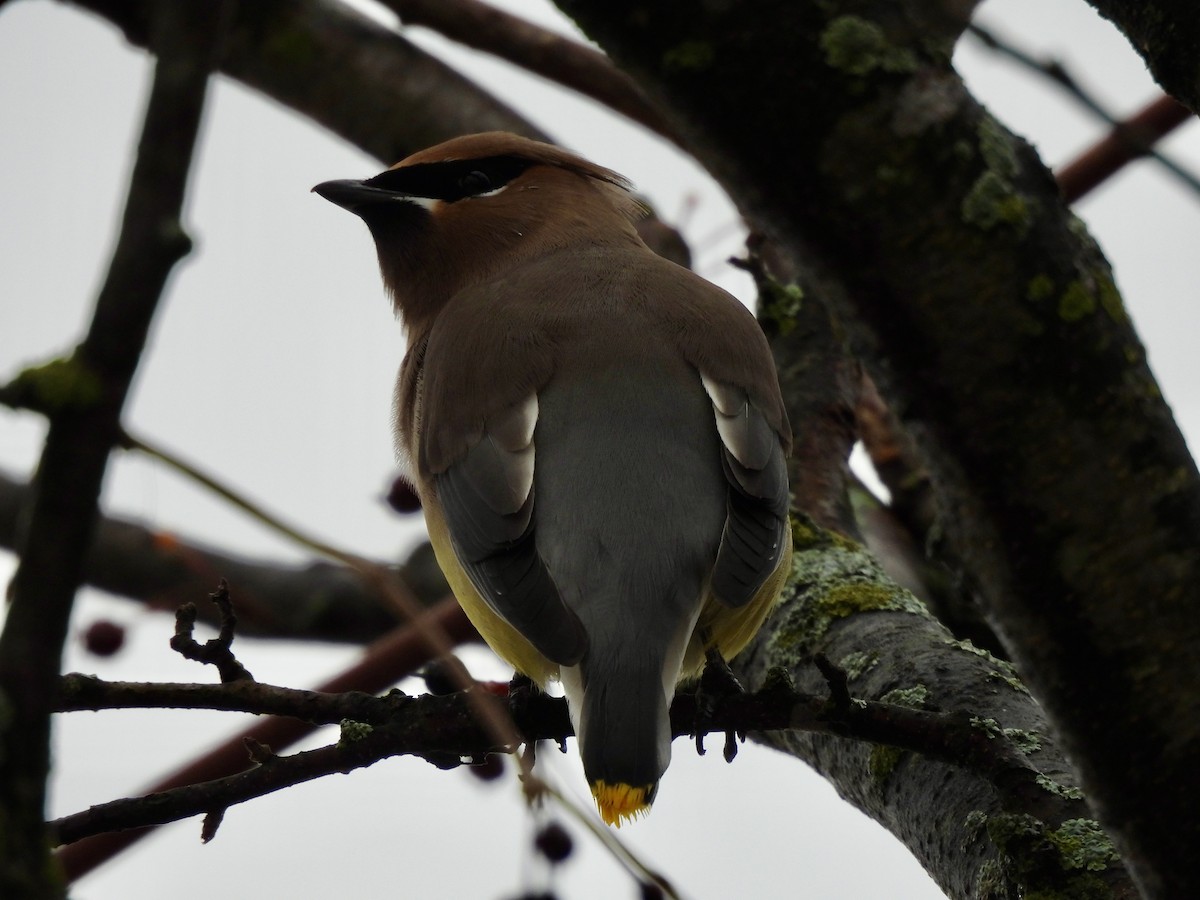 Ampelis Americano - ML647567386