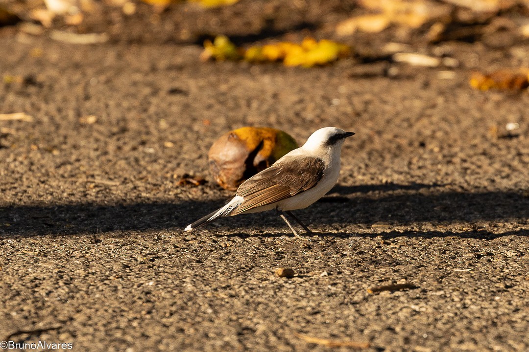 Viudita Enmascarada - ML647567387