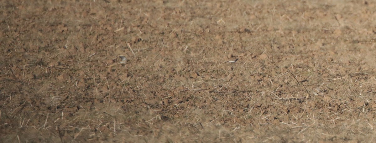 Escribano Lapón - ML647567389