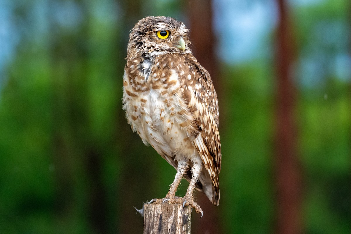 Mochuelo de Madriguera - ML647567391