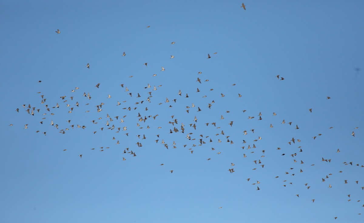 Escribano Lapón - ML647567392