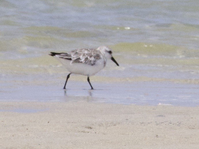 Correlimos Gordo - ML647567393