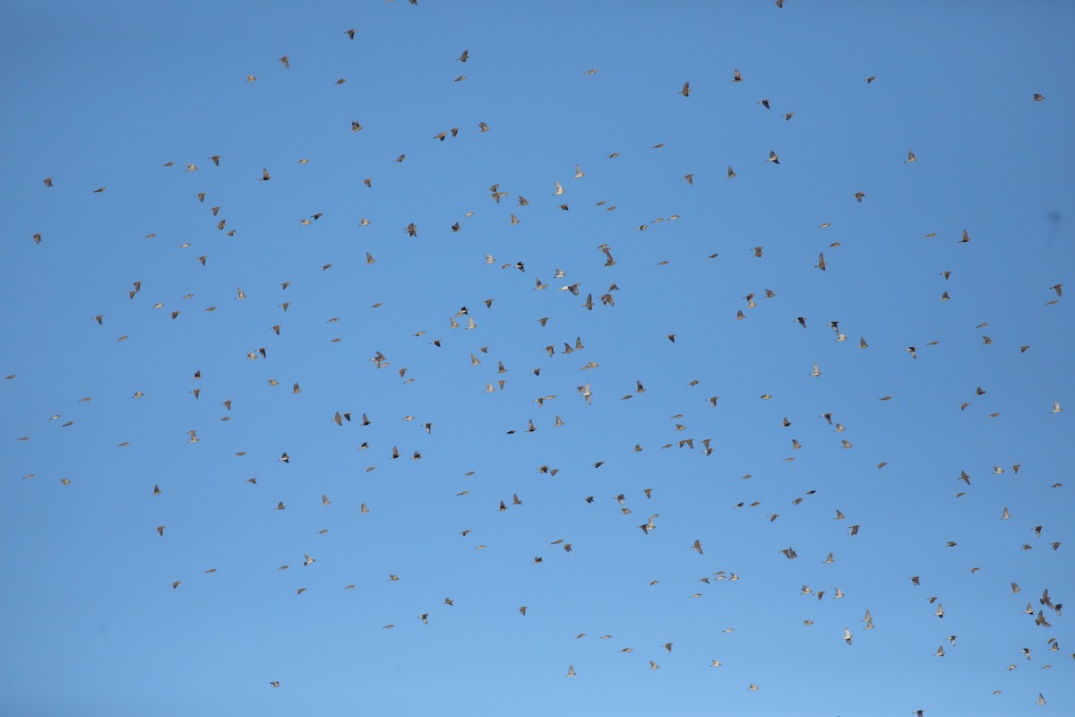 Escribano Lapón - ML647567394