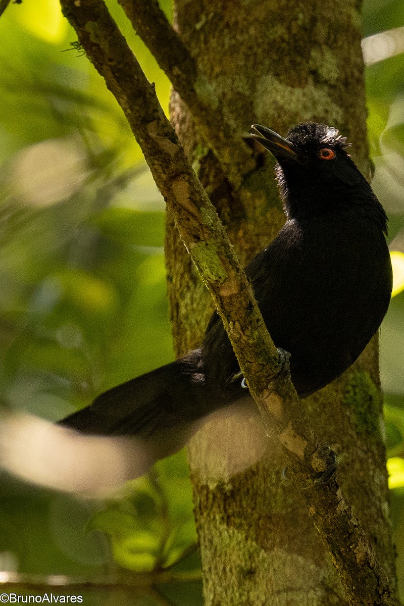 Ojodefuego Aliblanco - ML647567395
