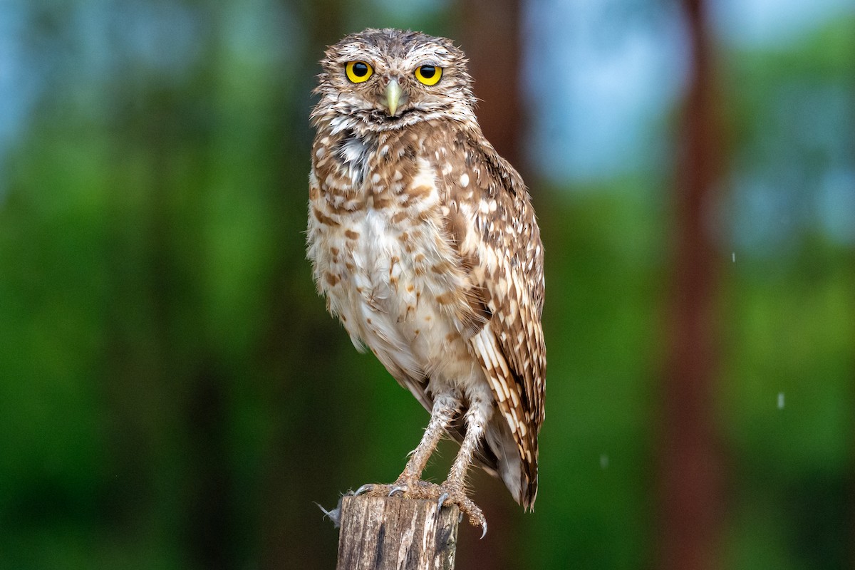 Mochuelo de Madriguera - ML647567404