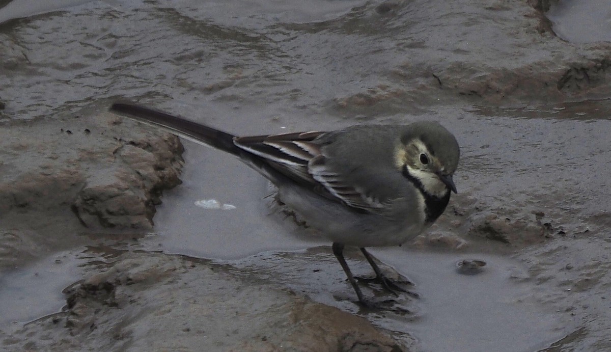 Lavandera Blanca (Euroasiática) - ML647567406