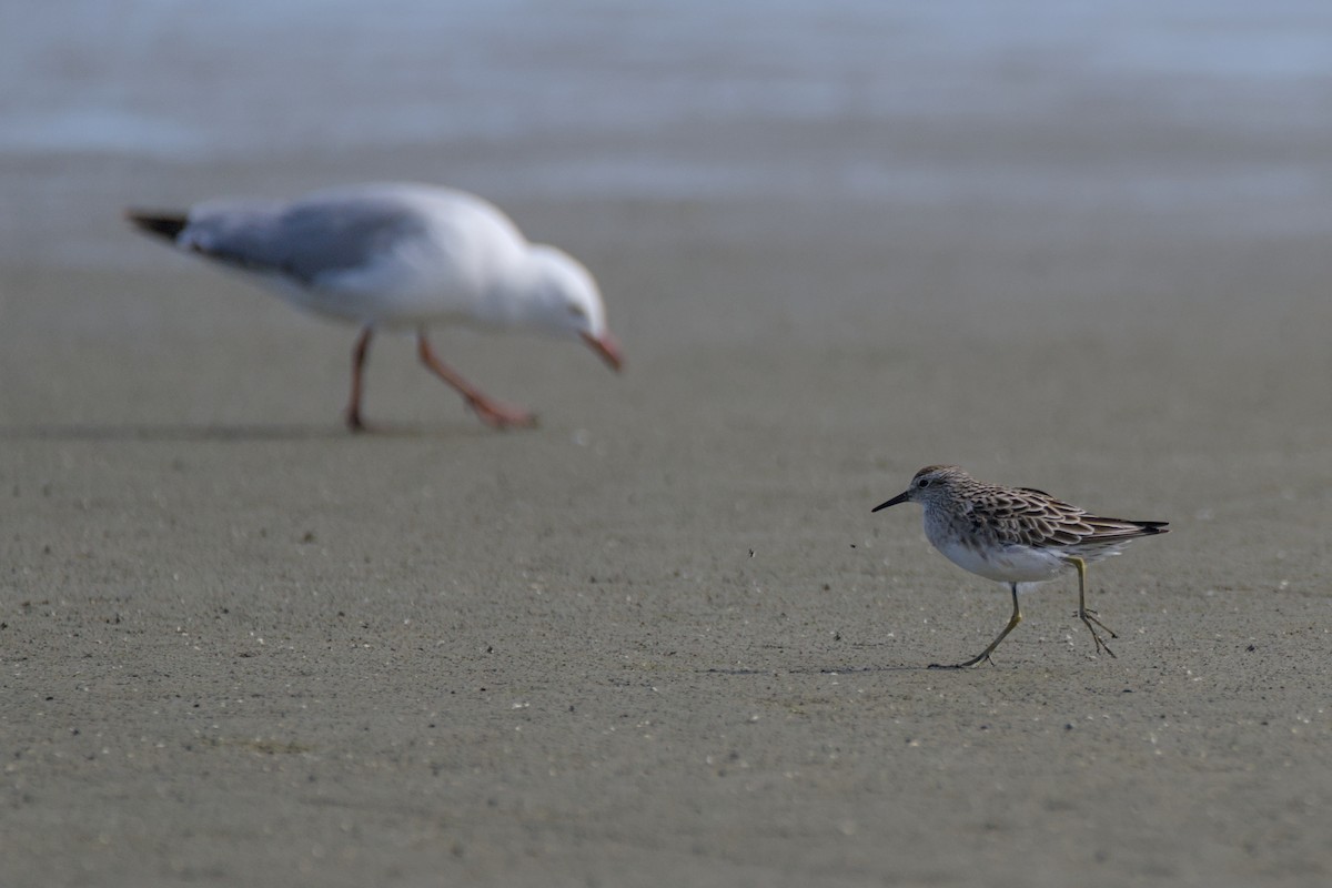Correlimos Acuminado - ML647567407