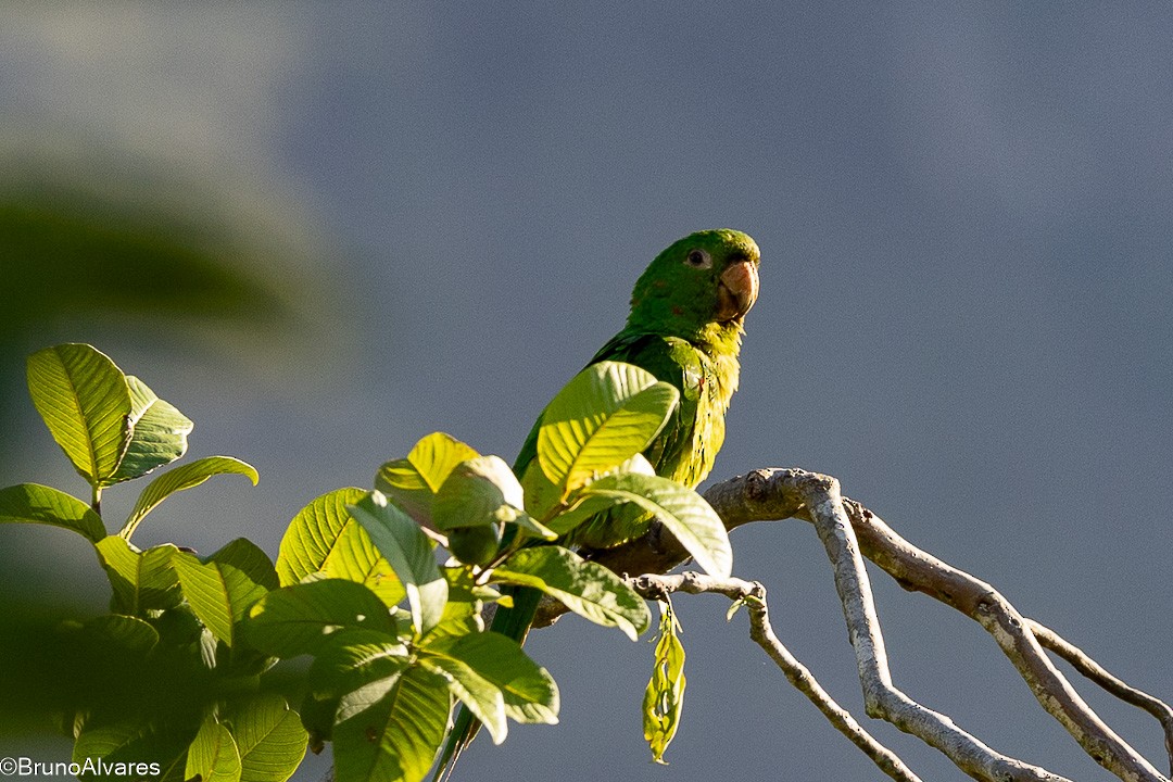 Aratinga Ojiblanca - ML647567415
