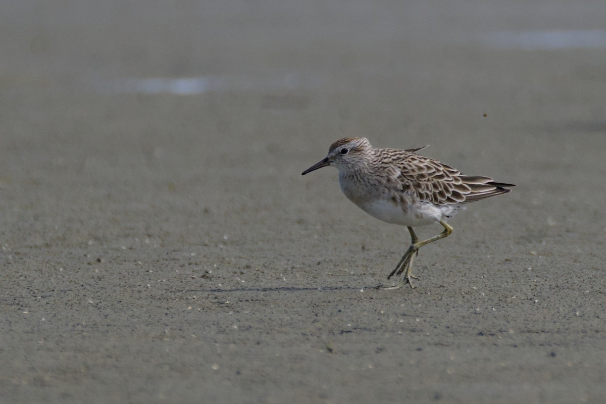 Correlimos Acuminado - ML647567416