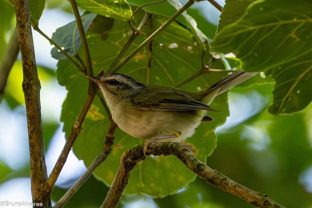 Reinita Coroniestriada - ML647567419