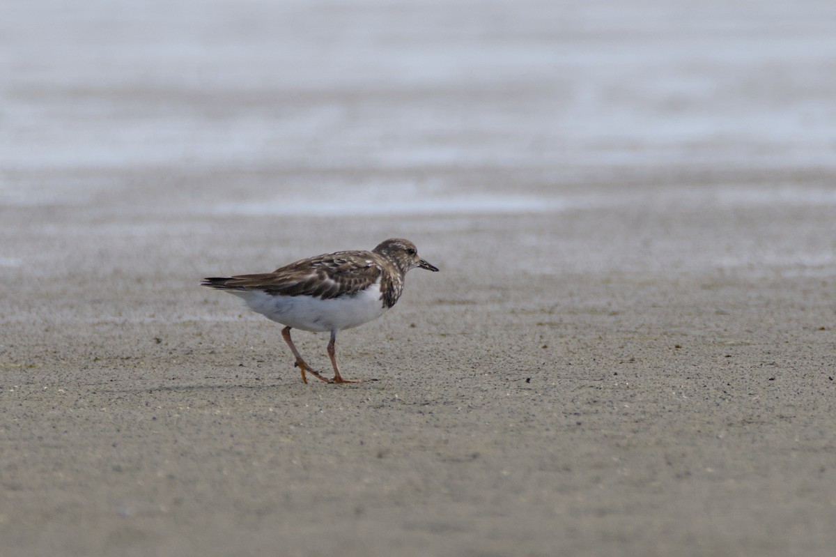 Vuelvepiedras Común - ML647567420