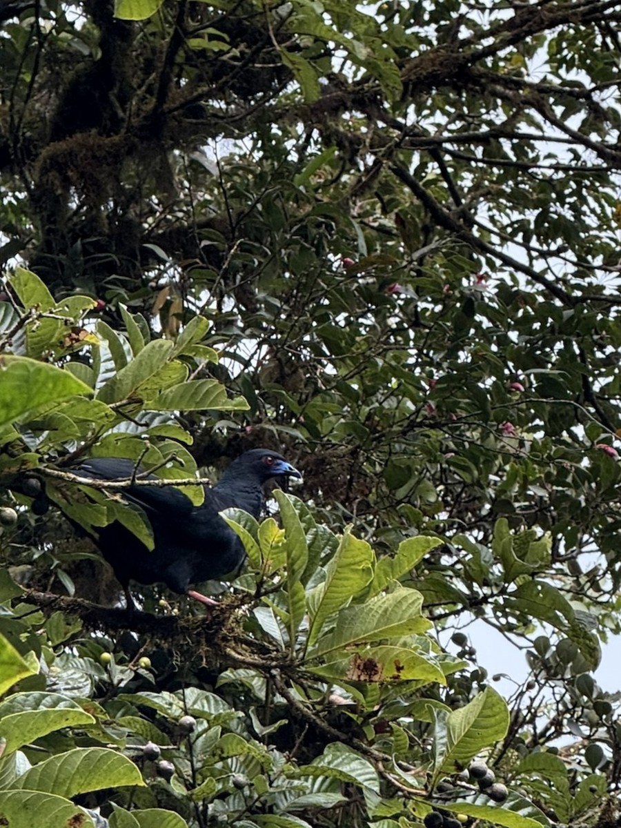 Pava Negra - ML647567423