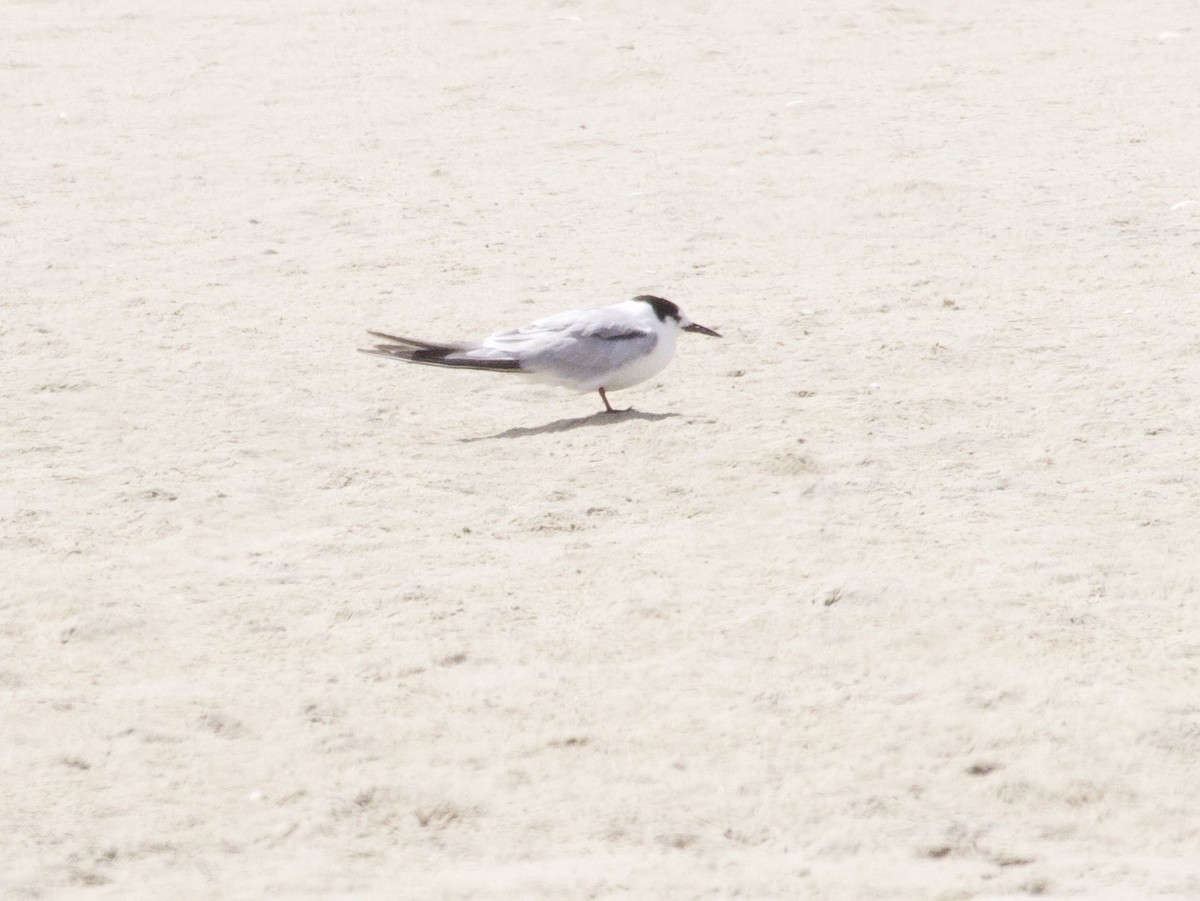 Charrancito Común - ML647567425