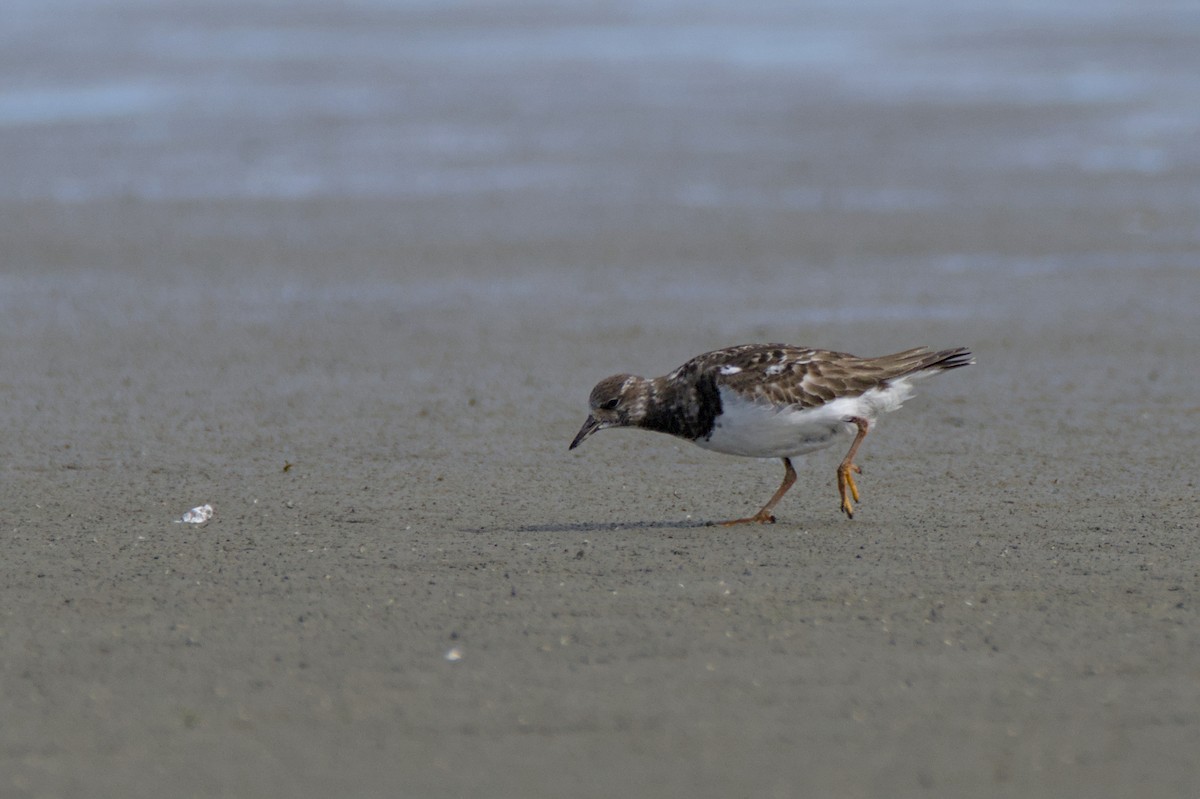 Harri-iraulari arrunta - ML647567429