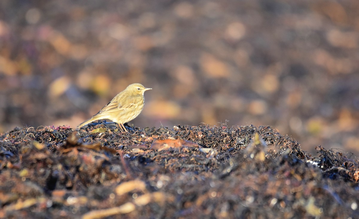 Rock Pipit - ML647567436