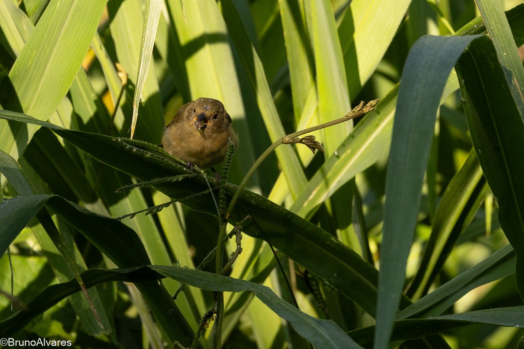 Palm Tanager - ML647567448