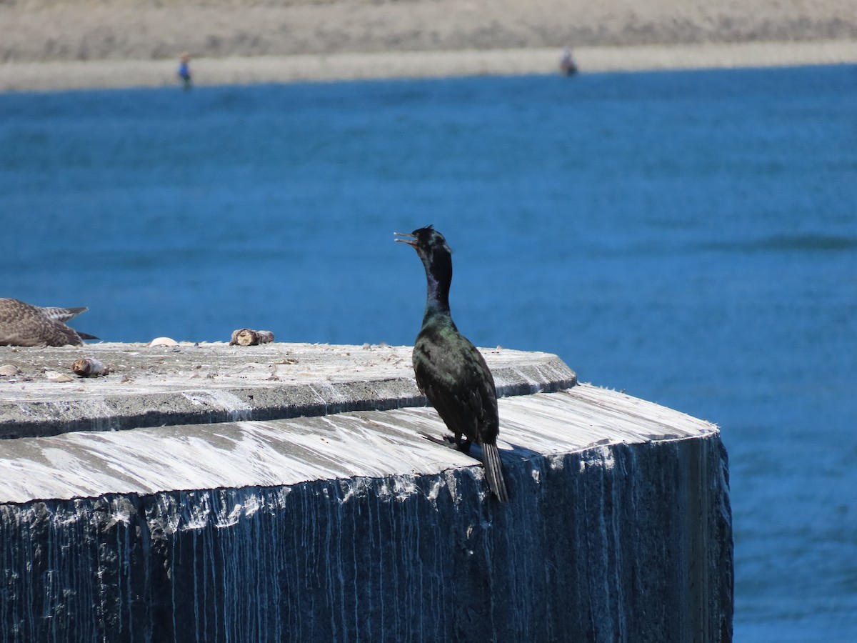 Pelagic Cormorant - ML647567467