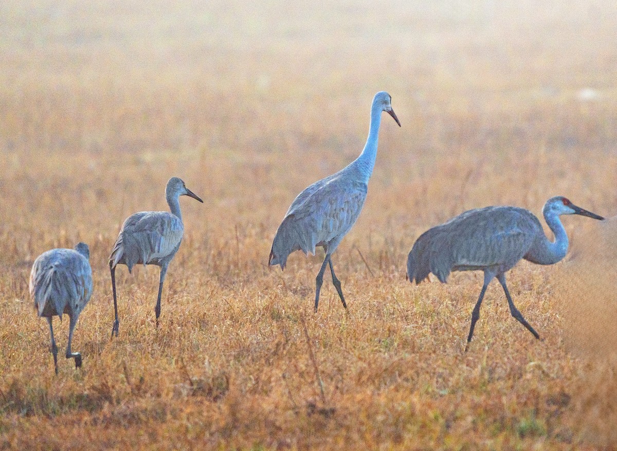 Grue du Canada - ML647567495