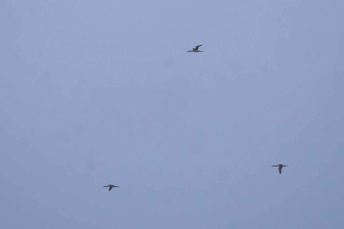 紅喉潛鳥 - ML647567505