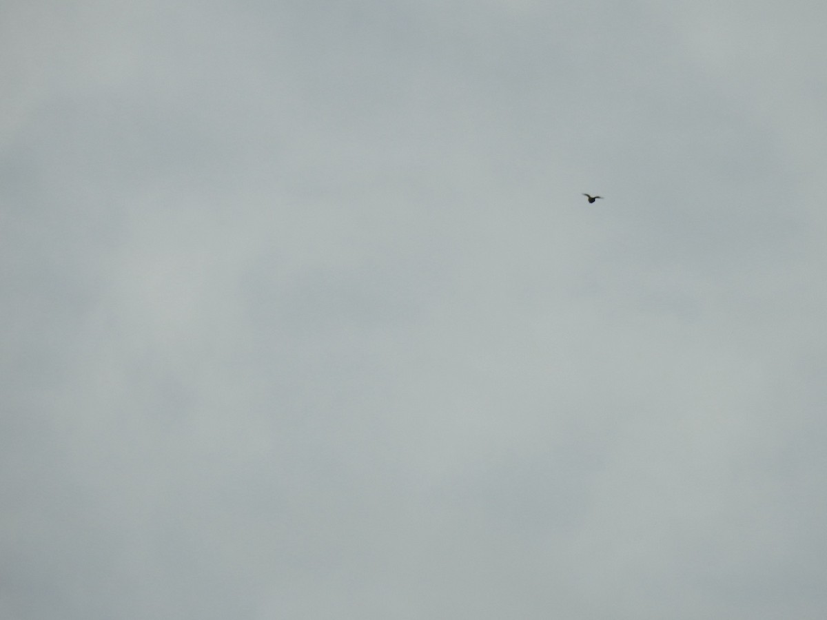 オナガミドリインコ - ML647567529