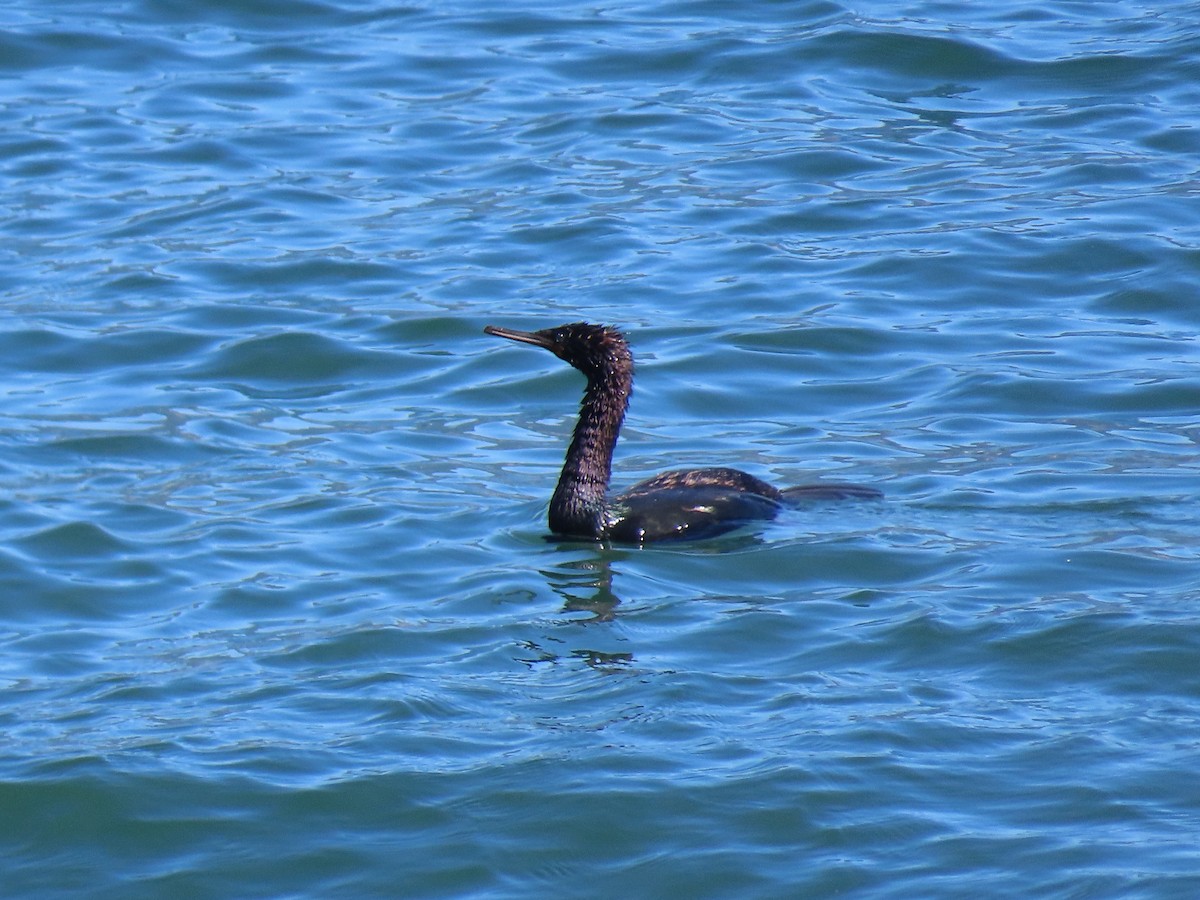 Pelagic Cormorant - ML647567533