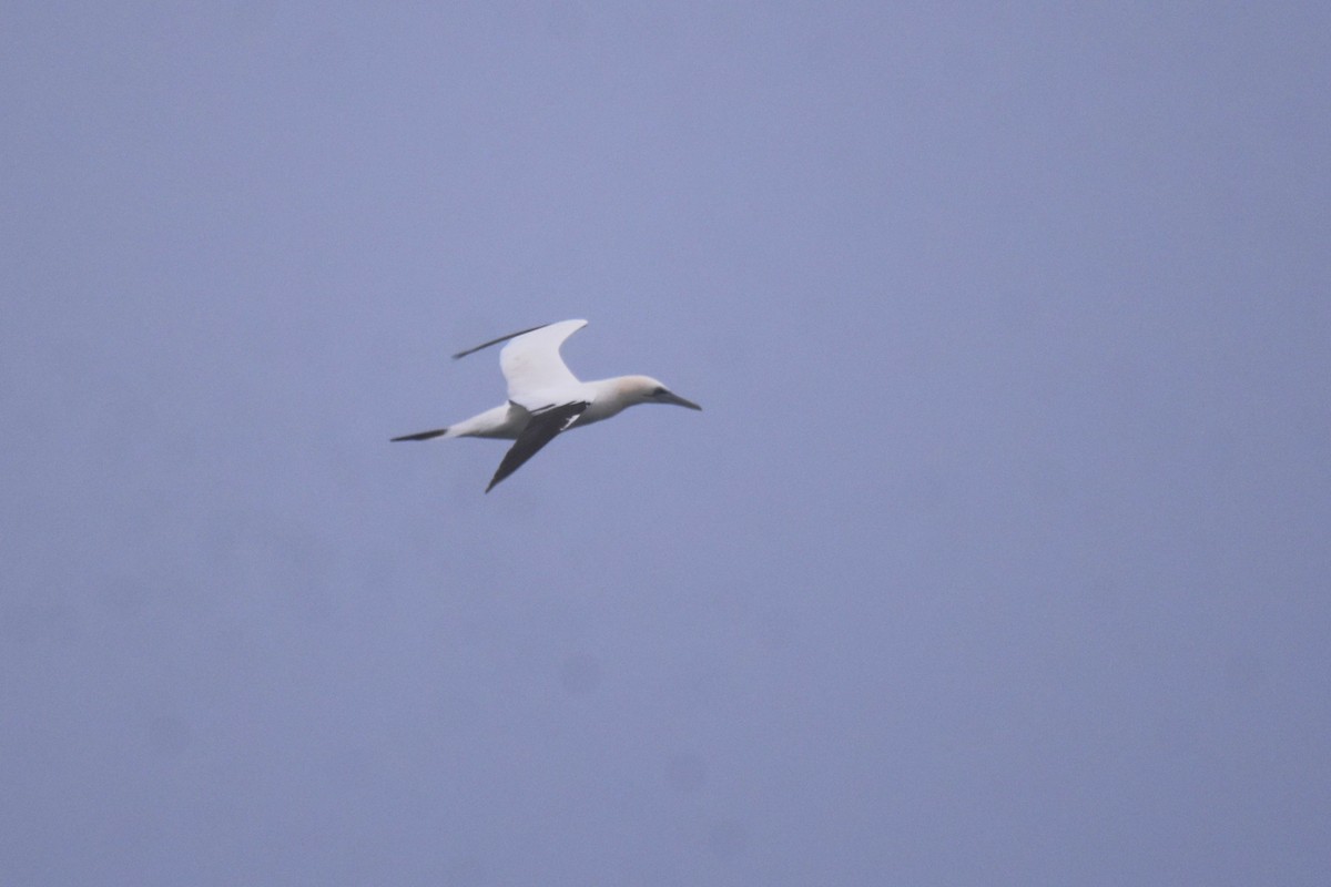 Northern Gannet - ML647567537