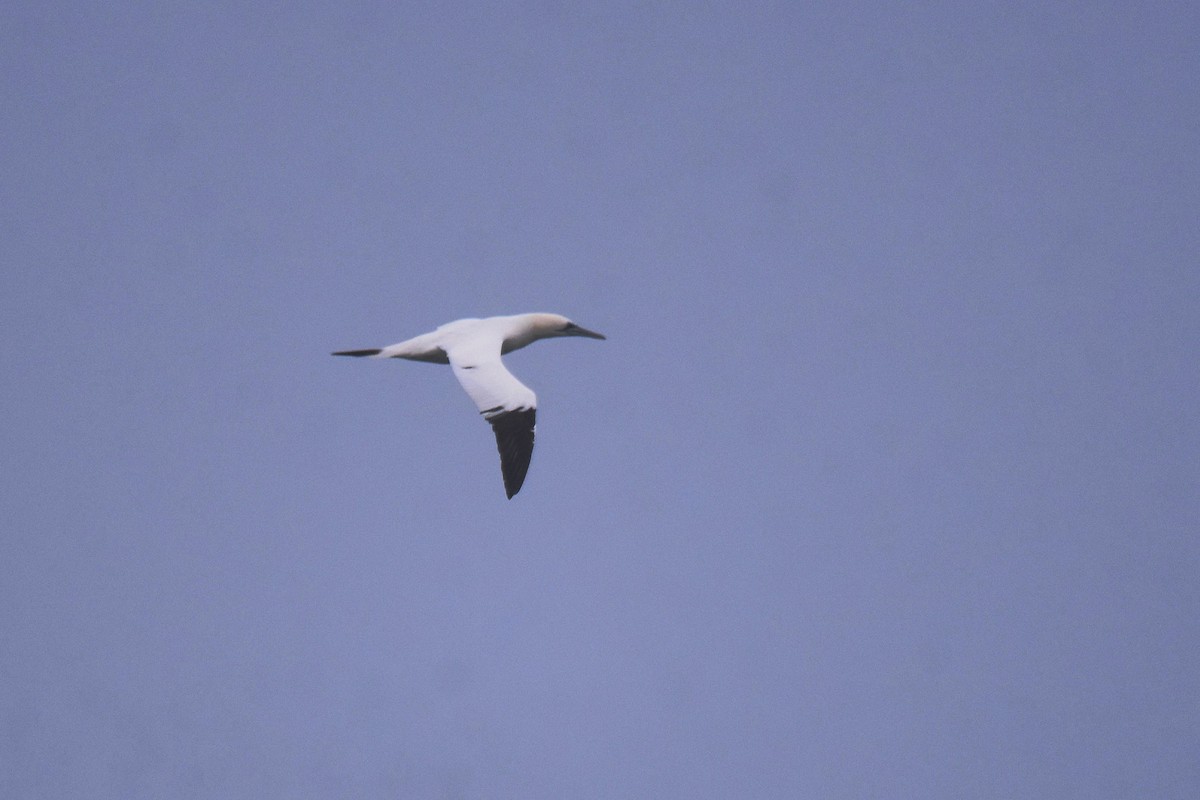 Northern Gannet - ML647567538