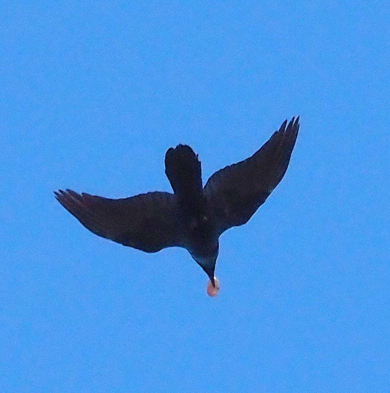 עורב שחור - ML647567562