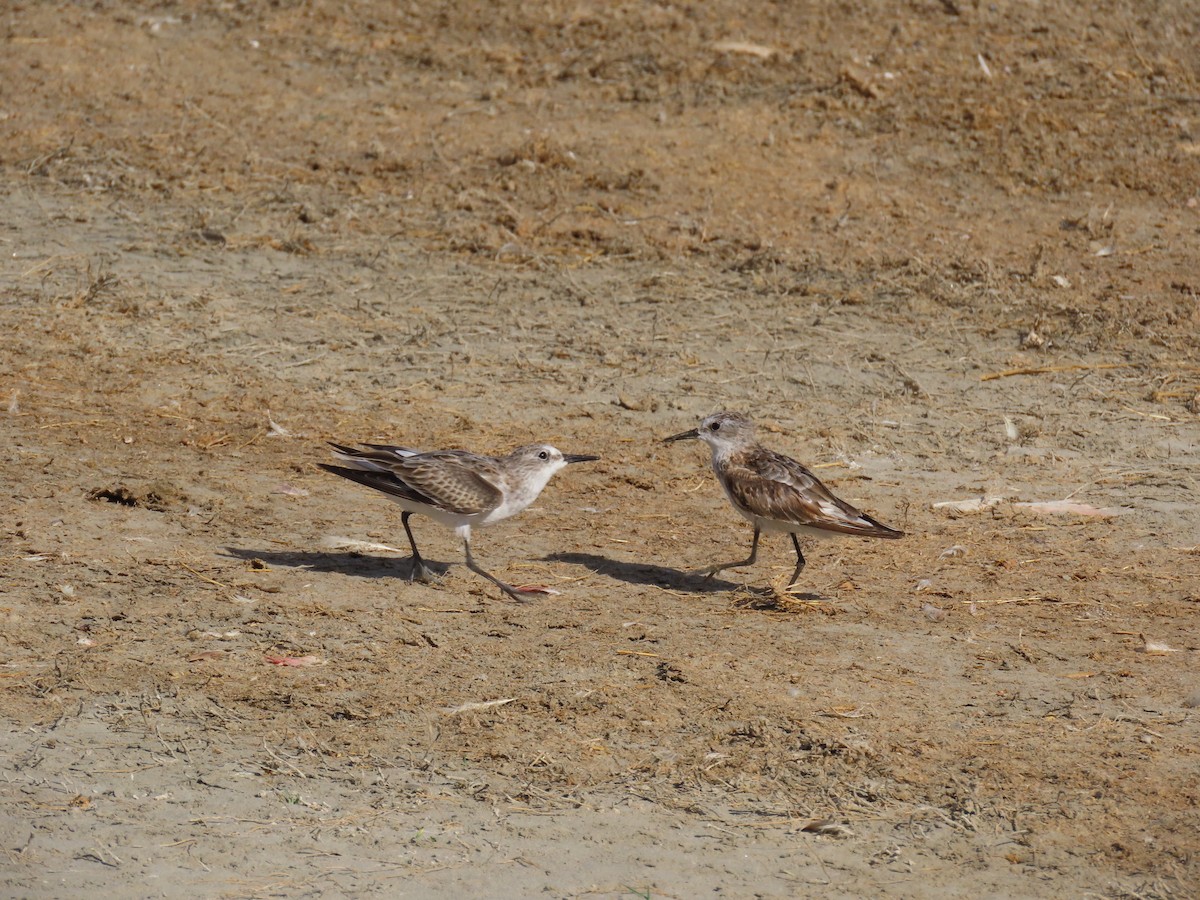 Küçük Kumkuşu - ML647567584