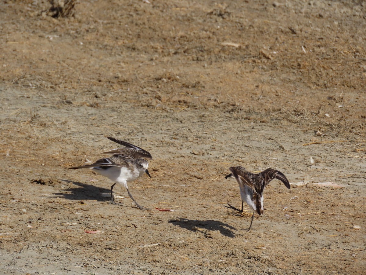 Küçük Kumkuşu - ML647567585