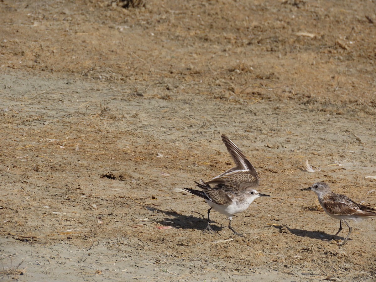 Küçük Kumkuşu - ML647567586