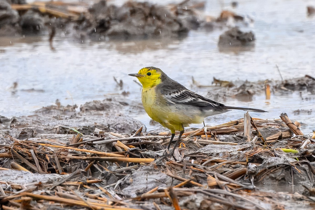 黃頭鶺鴒(citreola/werae) - ML647567600