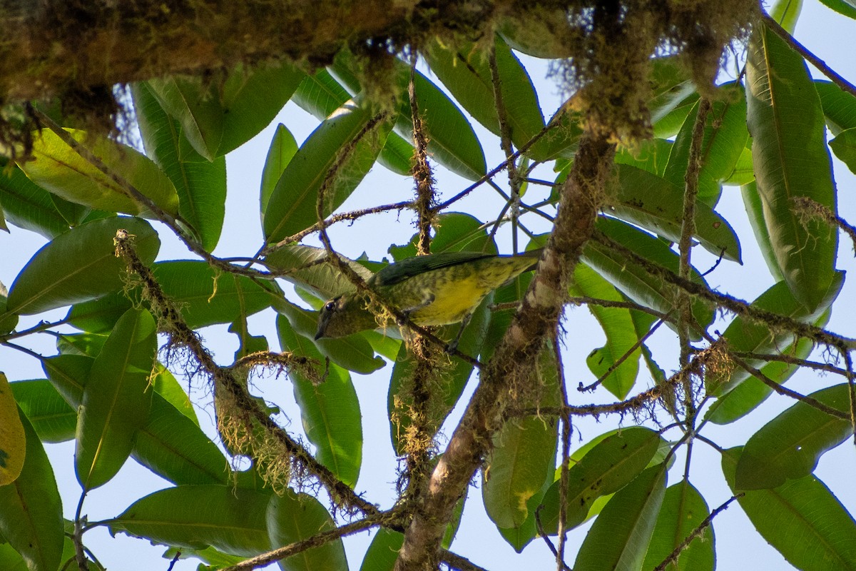 Swallow Tanager - ML647567631