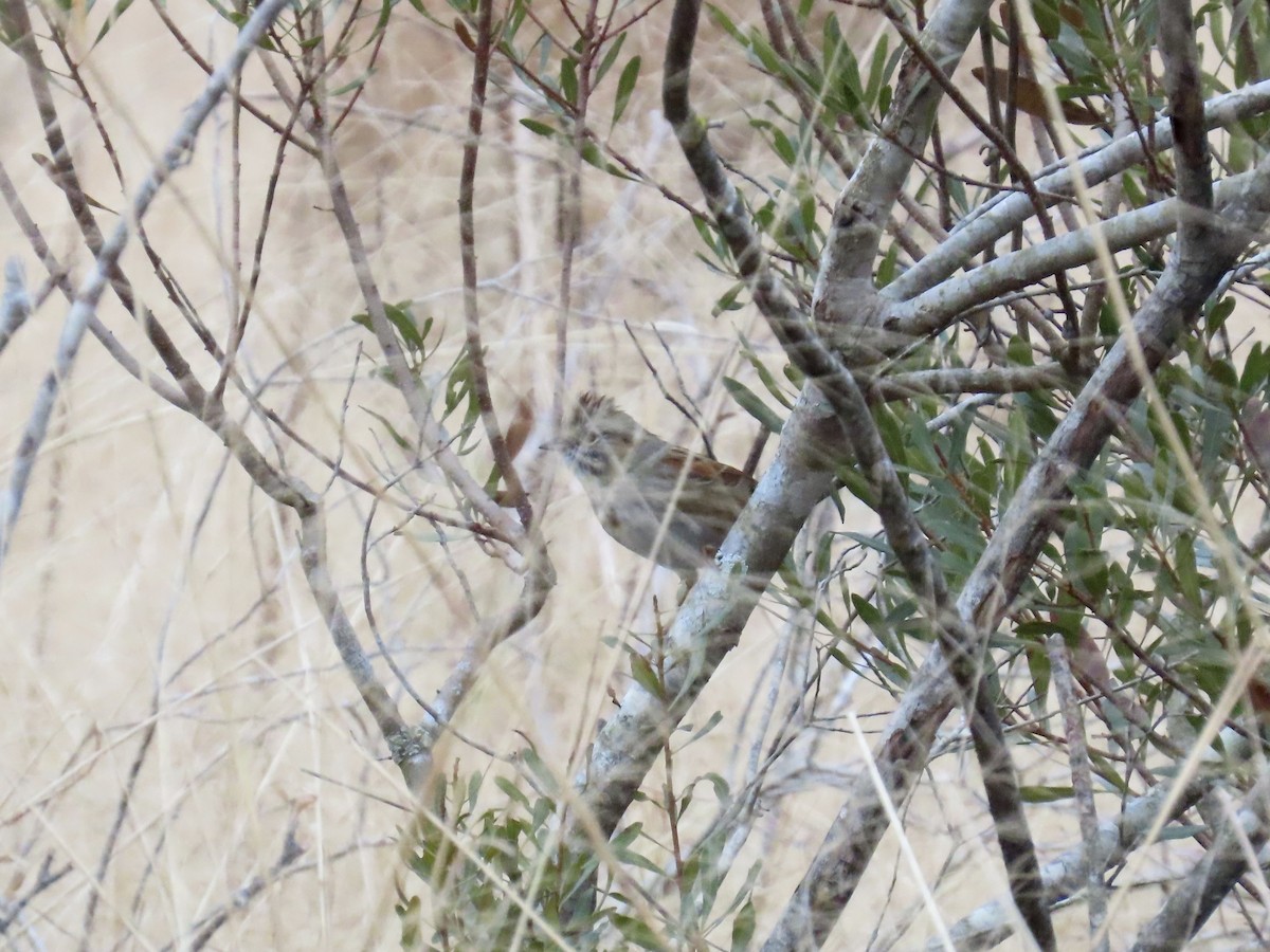 Болотная зонотрихия - ML647567694