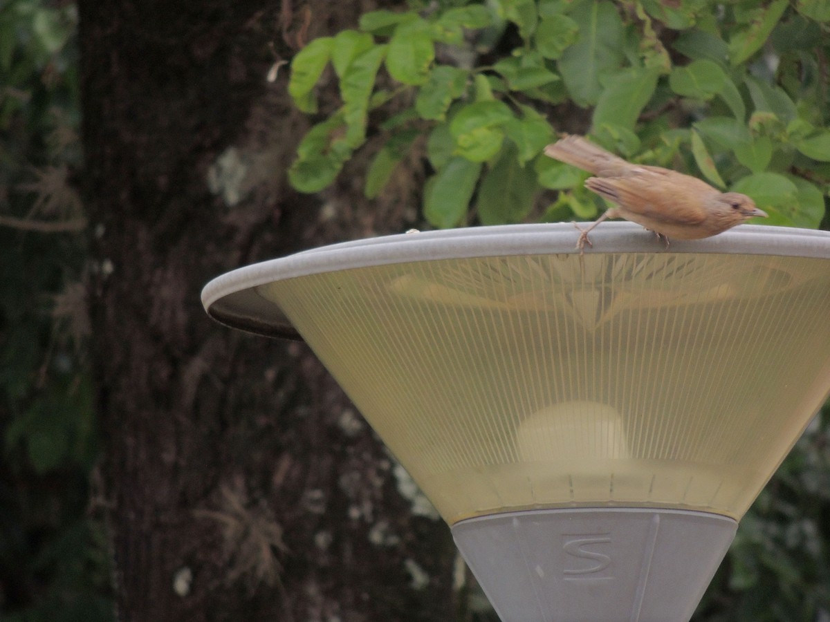 Pale-breasted Thrush - ML647567725