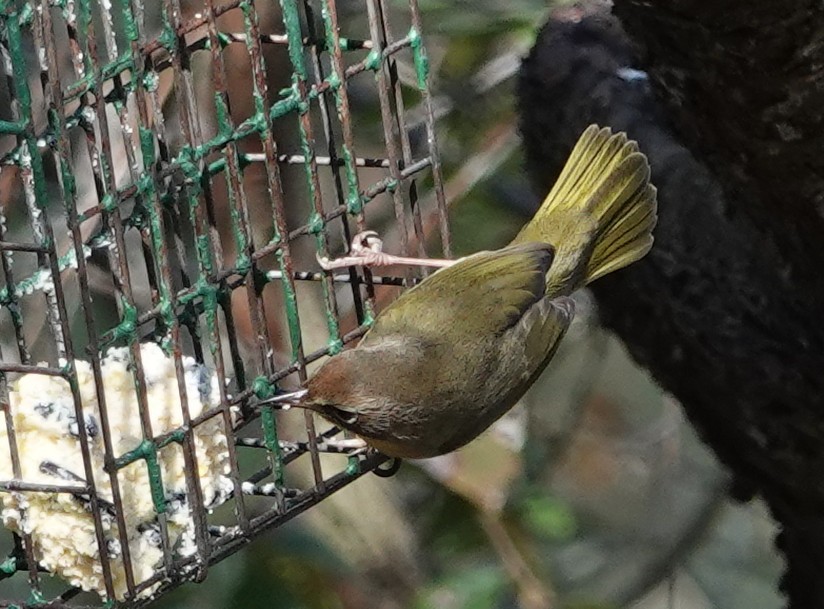 Common Yellowthroat - ML647567737