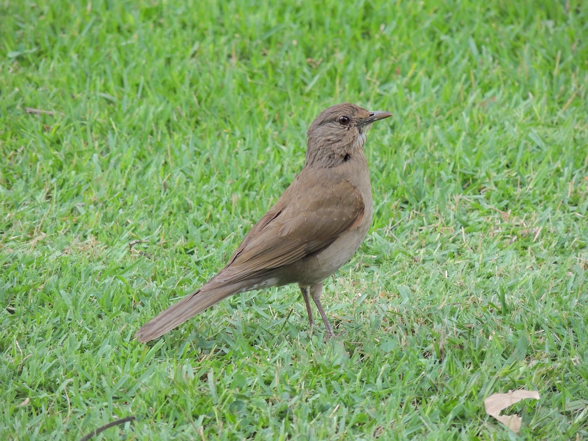 Pale-breasted Thrush - ML647567764