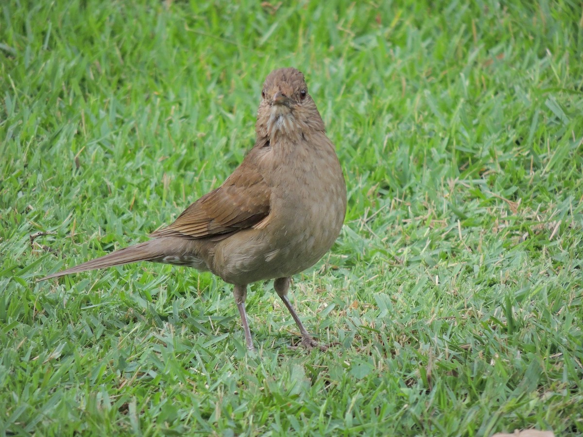 Pale-breasted Thrush - ML647567768