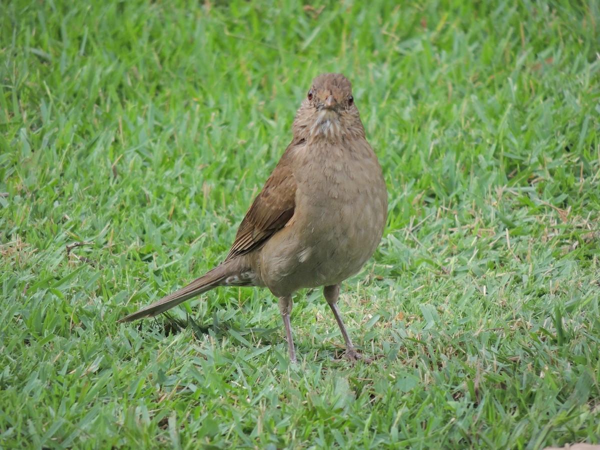 Pale-breasted Thrush - ML647567771