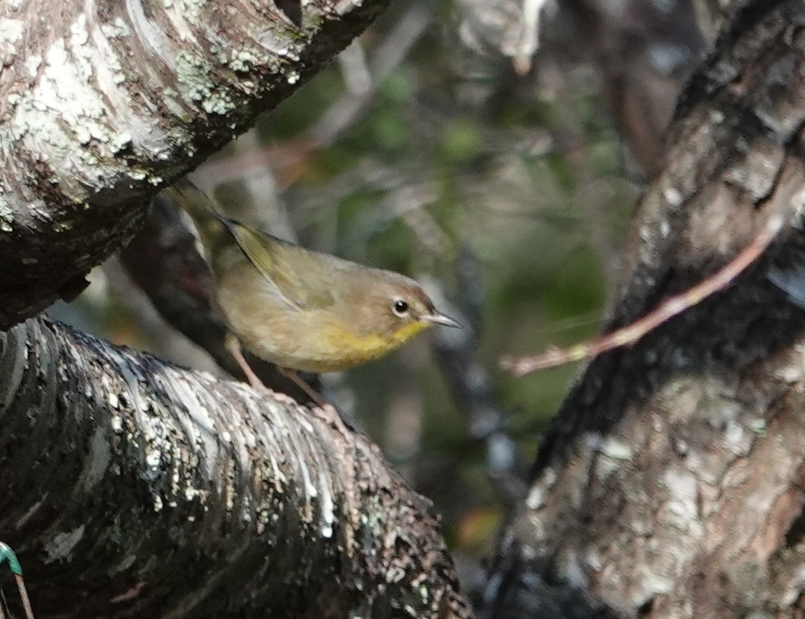Common Yellowthroat - ML647567802