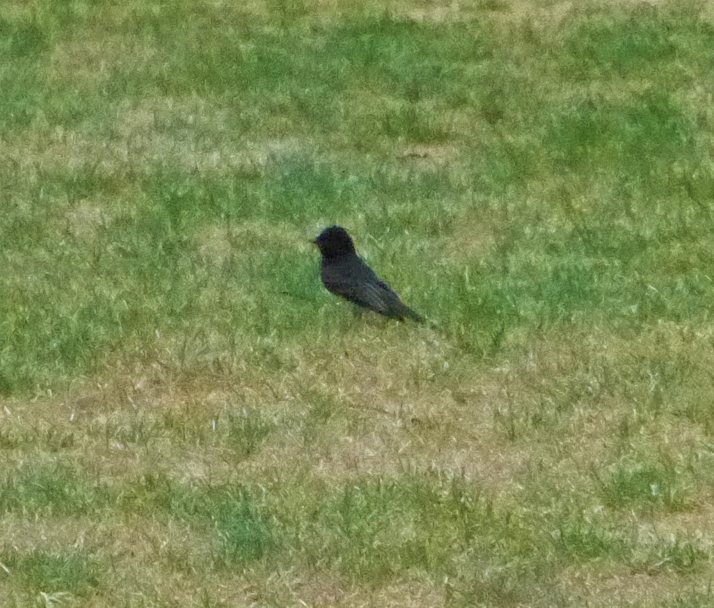 Black Phoebe - ML64756781