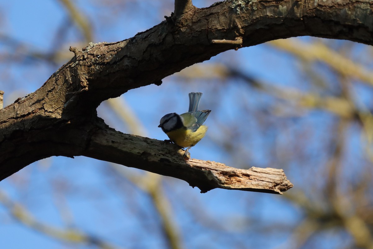 Eurasian Blue Tit - ML647567825