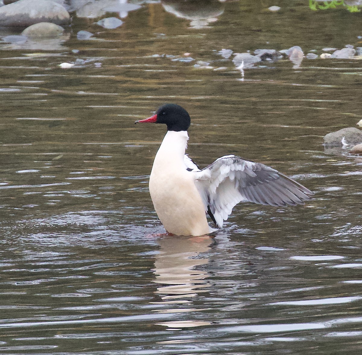Common Merganser - ML647567833