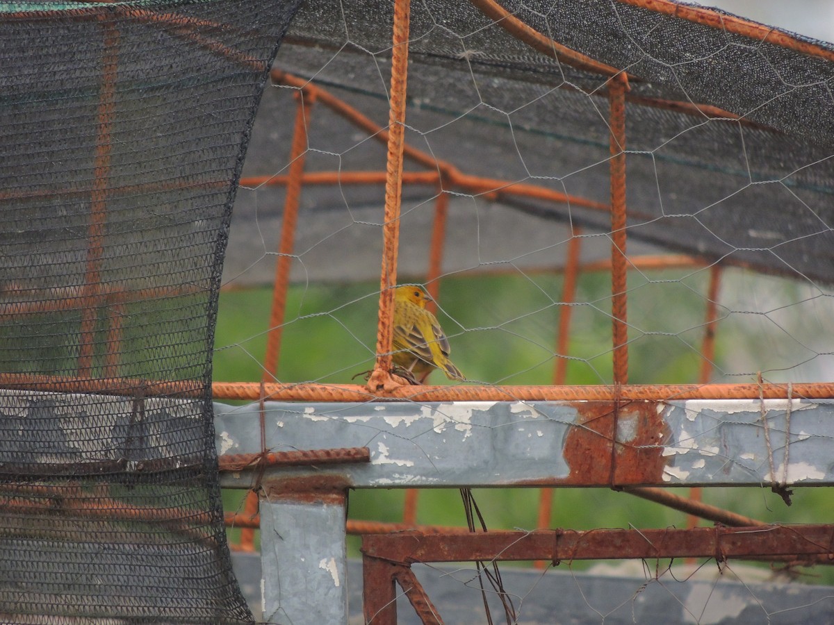 Saffron Finch - ML647567835